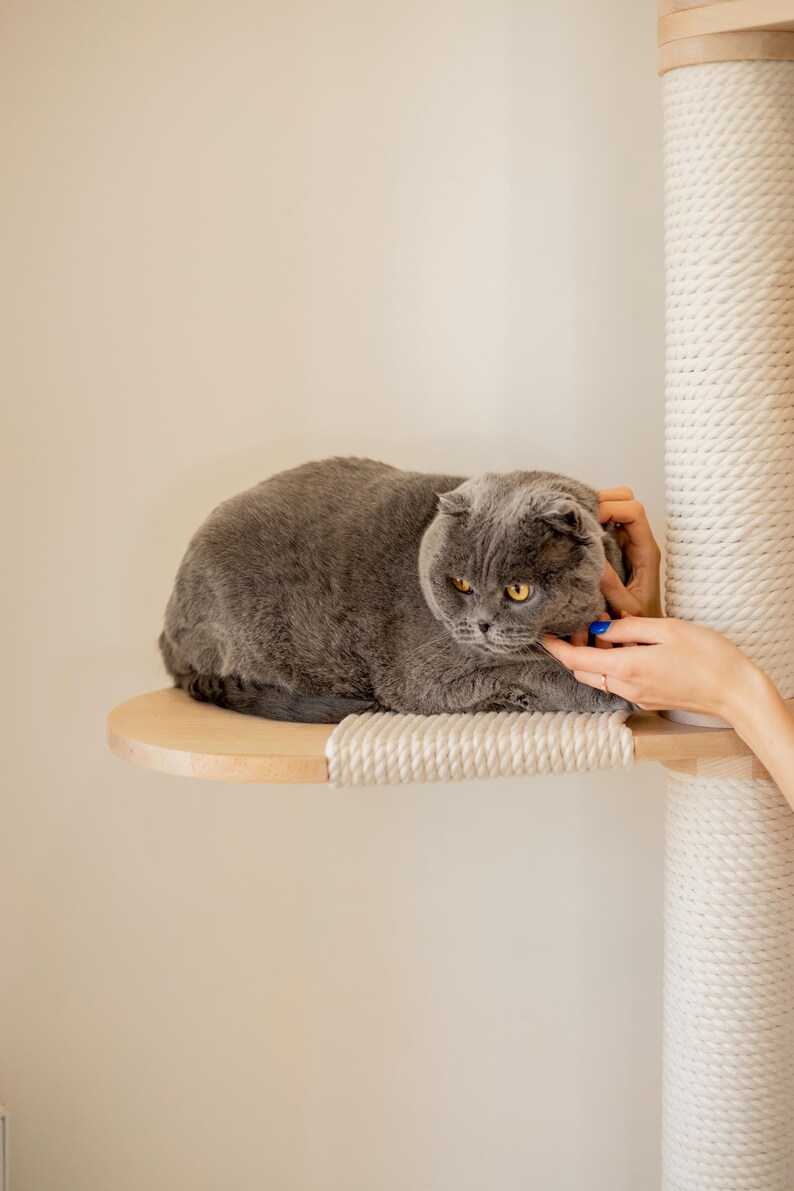 Peut inclure: Un chat Scottish Fold gris aux yeux ambr&eacute;s reposant sur une plateforme d'arbre &agrave; chat en bois clair. La structure comprend un poteau vertical envelopp&eacute; d'une &eacute;paisse corde en sisal cr&egrave;me, offrant une surface textur&eacute;e pour le chat.