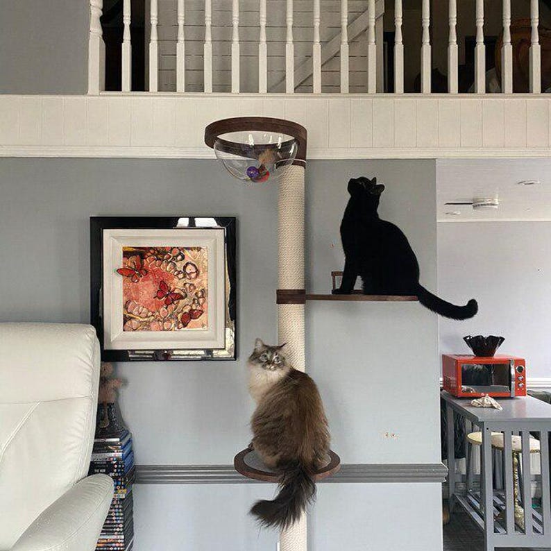 May include: A cat tree with a sisal scratching post, wooden platforms, and a clear bubble perch. A black cat sits on a platform, and a fluffy cat sits on a round perch. A framed artwork with butterflies hangs on the wall.