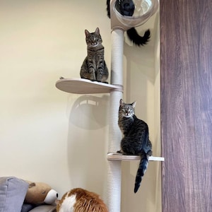 May include: A multi-level cat tree with four cats. The tree has a sisal-wrapped post, wooden platforms, and a clear dome. Cats are various colors, including black, tabby, and orange and white. The cat tree is against a beige wall.