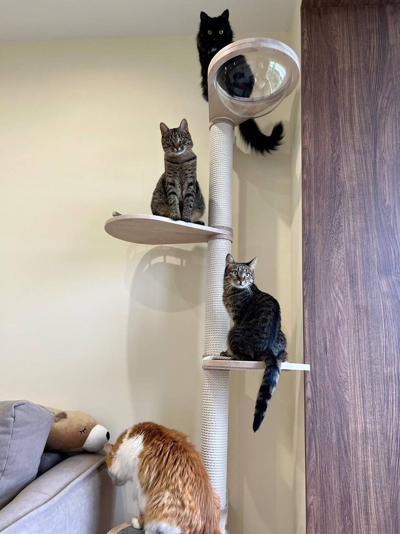 May include: A multi-level cat tree with four cats. The tree has a sisal-wrapped post, wooden platforms, and a clear dome. Cats are various colors, including black, tabby, and orange and white. The cat tree is against a beige wall.