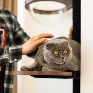 May include: A wall-mounted cat tree featuring a dark wood circular platform and a black sisal-wrapped vertical post. Above the platform, a clear acrylic dome is set within a dark wood frame, providing a resting space for a gray cat.