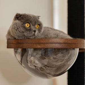 Op de afbeelding: Een grijze Scottish Fold kat met gele ogen rust op een houten plank boven een helder, bolvormig kattenbed. De kat is opgerold, met zijn weerspiegeling zichtbaar in het bed. Een zwart-wit gestreepte krabpaal is zichtbaar op de achtergrond.