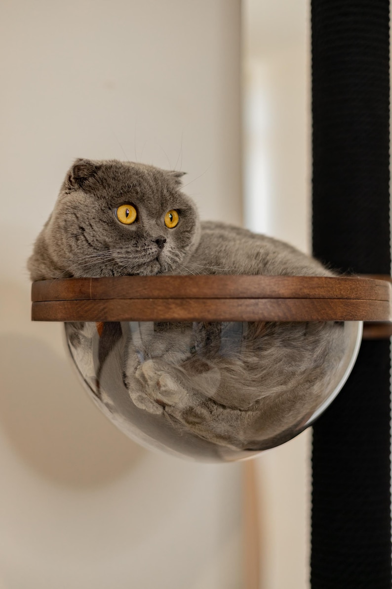 Op de afbeelding: Een grijze Scottish Fold kat met gele ogen rust op een houten plank boven een helder, bolvormig kattenbed. De kat is opgerold, met zijn weerspiegeling zichtbaar in het bed. Een zwart-wit gestreepte krabpaal is zichtbaar op de achtergrond.