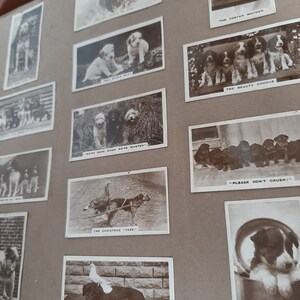 Álbum vintage de fotos de animais.