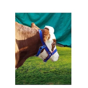 Webbing Cow Halter Adjustable Standard Size with Bell option