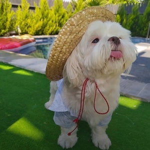Ensemble d&#39;accessoires pour chapeau de soleil chien chat S/M/L 3 tailles