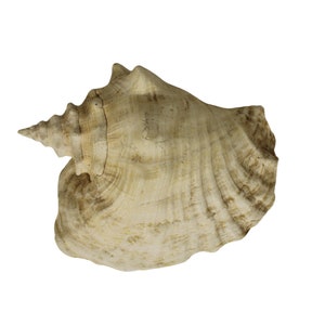 Large Big Conch Sea Shell Pink Mollusk Queen Snail Seashell Ocean Beach Marine 8x6x4 in / 20x15x10 cm 3 lbs Heavy Aquatic Animal Life Fossil