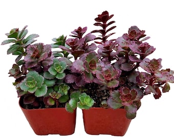 Sedum Dragons Blood Etsy Sedum Dragons Blood Etsy