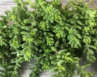 35+ Sedum Brevifolium Fast Growing Cuttings Unrooted Stonecrop For Fairy Garden Groundcover DIY
