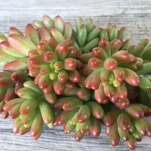 8+ Sedum Pink Jelly Bean Cuttings Unrooted Aurora Rubrotinctum For Fairy Garden Groundcover Stonecrop