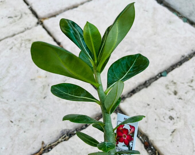 One 2 Red Color Adenium Obesum Desert Rose Pot 45 Inch Height Patio