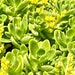 see more listings in the Sedum Cuttings section