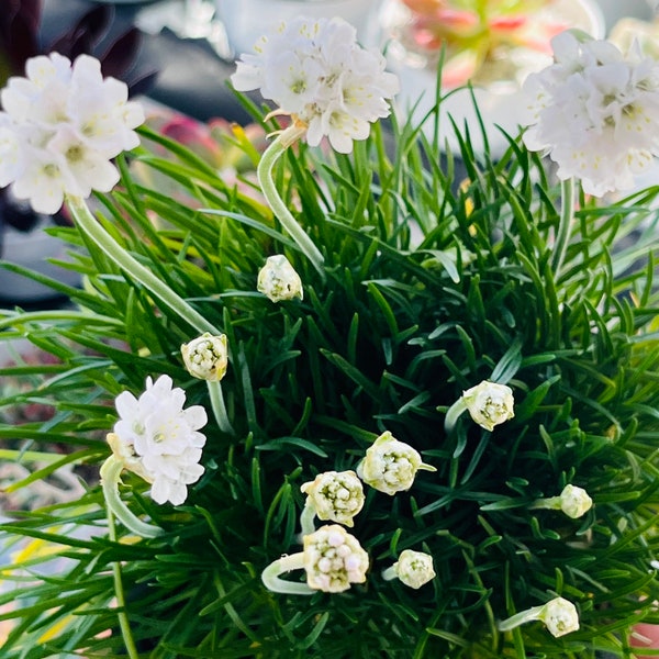 Eine 4-Zoll-Topf Armeria Maritima Sparsamkeit Pflanze weiße Blume Gras Fee Garten Bodendecker