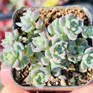 One 2” Pot Sedum Dasyphyllum Pink Rare Succulent Fairy Garden