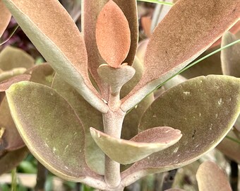 3+ Copper Spoons Kalanchoe Orgyalis Cuttings Unrooted For Garden  Stonecrop