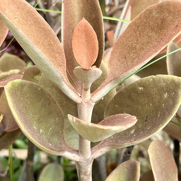 3+ Copper Spoons Kalanchoe Orgyalis Cuttings Unrooted For Garden  Stonecrop