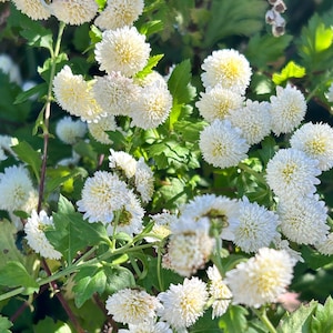 May include: A cluster of white chrysanthemum flowers with pale yellow centers, featuring dense, rounded petals and serrated green leaves on thin stems. The blossoms are arranged in a natural, layered formation, capturing the texture of the petals.