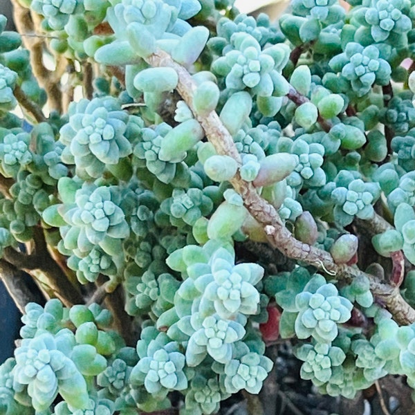 One 4" Pot Sedum Brevifolium Silver Blue Green Succulent Fairy Garden