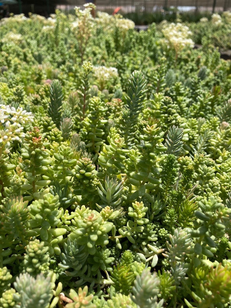 35 Sedum Brevifolium Fast Growing Cuttings Unrooted Stonecrop For Fairy Garden Groundcover DIY image 4