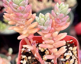 One 2” Pot Sedum Dasyphyllum ‘babyPink’ Rare Succulent Fairy Garden