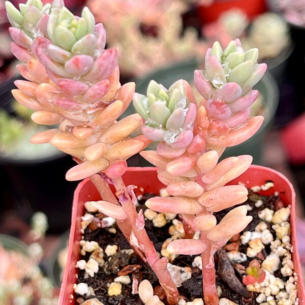 One 2” Pot Sedum Dasyphyllum ‘babyPink’ Rare Succulent Fairy Garden