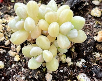 One 2” Pot Graptoveria ‘Mendozae’ Succulents For Fairy Garden Patio Ground over DIY