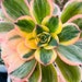 see more listings in the Echeveria Pots section