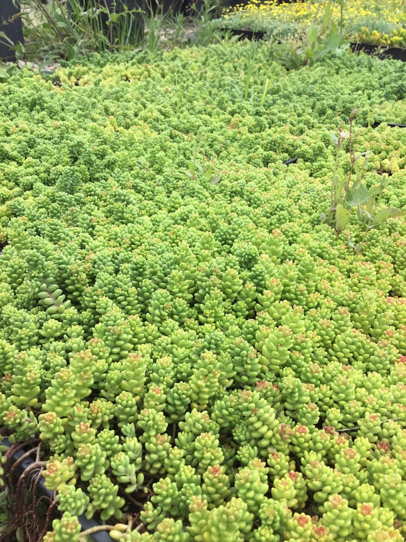 35 Sedum Brevifolium Fast Growing Cuttings Unrooted Stonecrop For Fairy Garden Groundcover DIY image 2