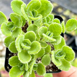 May include: A close-up of a green, fuzzy-leaved plant in a black plastic pot. The plant has a unique, ruffled texture and is a popular choice for indoor gardens.
