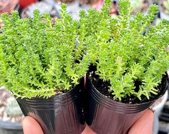 Two 2” Sedum Anglicum Pots  Stonecrop For Fairy Garden Groundcover Patio DIY
