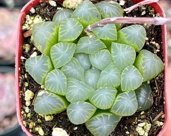 Un pot de 2 pouces Haworthia Cooperi d'intérieur succulent pour plantes d'intérieur de bureau