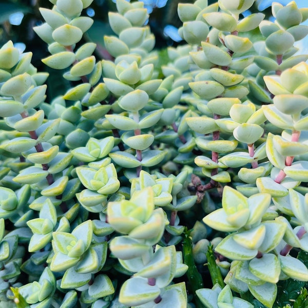 8+ Succulent Crassula Rupestris Perforata Lime Green Cuttings Unrooted  For Fairy Garden Groundcover Stonecrop