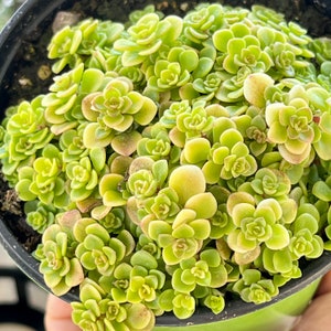 One 4" Pot Sedum Makinoi 'Ogon' Japonika Japanese Golden Pot Succulent Patio Fairy Garden Groundcover Stonecrop