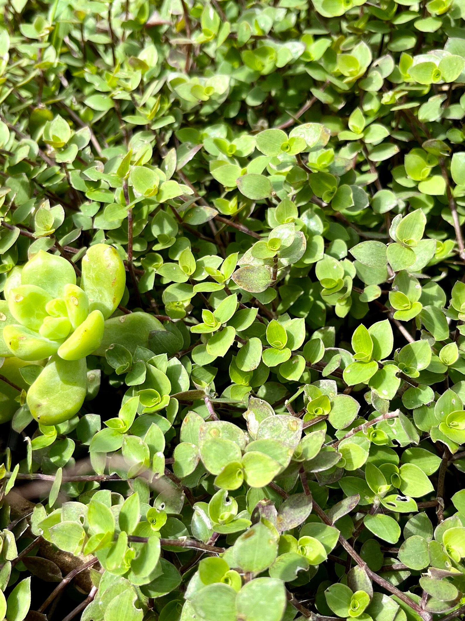 Callisia Green Hulk