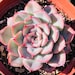 see more listings in the Echeveria Pots section