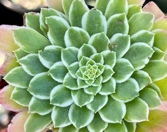 One 2.7” Pot Aeonium Hybrid’ Emerald Ice’ Succulents For Fairy Garden Patio Ground over DIY