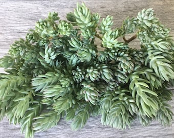 25+ Sedum Spanish 'Fat' Blue Spruce Cuttings Unrooted Rupestre Reflexum For Fairy Garden Groundcover Stonecrop