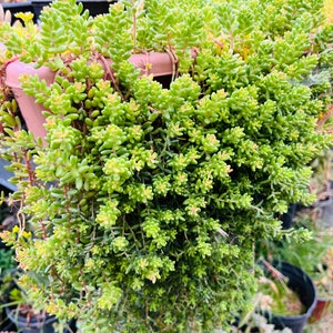 35 Sedum Brevifolium Fast Growing Cuttings Unrooted Stonecrop For Fairy Garden Groundcover DIY image 5