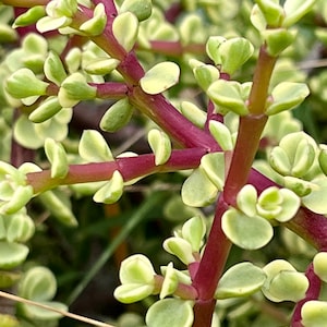Plus de 8 plantes succulentes panachées d&#39;éléphants arc-en-ciel, Portulacaria afra, boutures non racinées pour orpin couvre-sol de jardin féerique
