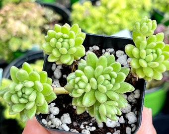 Eén 2” Pot Sedum Winkleri voor Fairy Garden Rock Bodembedekkende muurpeper DIY