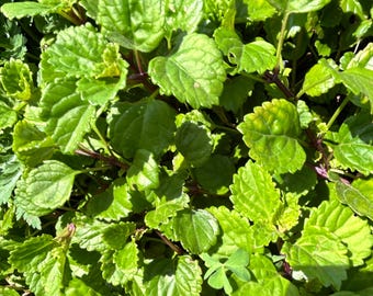 6+ boutures de plante Charlie rampante Lierre suédois, plante d'intérieur non racinée pour terrasse