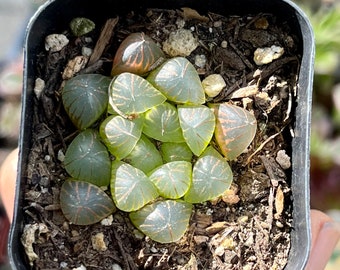 One 2” Pot Haworthia Cooperi Indoor Succulent For Office houseplants