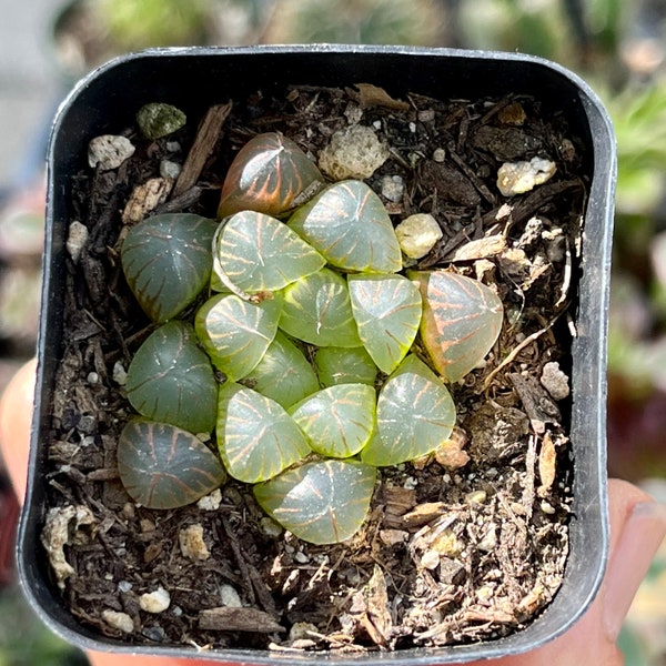 Un pot de 2 pouces Haworthia Cooperi d'intérieur succulent pour plantes d'intérieur de bureau