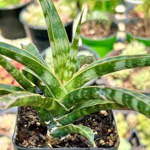 One 3” Pot Sansevieria Fernwood Mikado Snake Plant