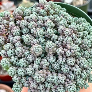 One 4" Sedum Pot Dasyphyllum 'Minor' Purple Blue Green Succulent Fairy Garden