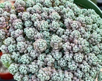 One 4" Sedum Pot Dasyphyllum 'Minor' Purple Blue Green Succulent Fairy Garden