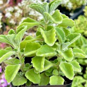 Ein 3-Zoll-Topf Wick Pflanze Verwurzelte Plectranthus Tomentosa Kraut Dampf Hauspflanze