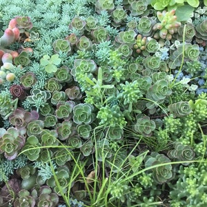 35 Sedum Brevifolium Fast Growing Cuttings Unrooted Stonecrop For Fairy Garden Groundcover DIY image 7