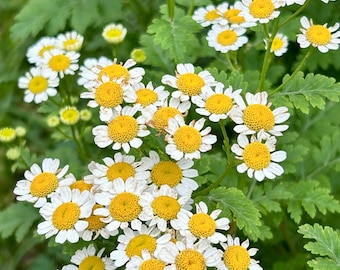 One 3.5” Pot Feverfew Live Plant Organic Herbs Garden Plant