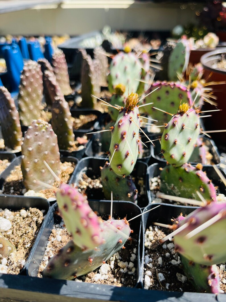 One 2 Road Kill Cactus Consolea Rubescens Plant Fairy Garden Etsy